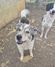 LEMURE, Hund, Mischlingshund in Italien - Bild 3