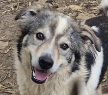 LEMURE, Hund, Mischlingshund in Winsen