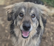 FURETTO, Hund, Mischlingshund in Winsen
