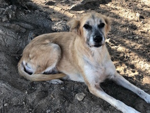 IDA, Hund, Mischlingshund in Lampertheim - Bild 9