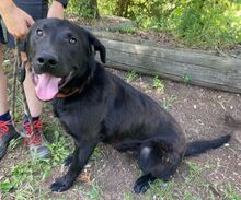 ROMEO, Hund, Labrador-Mix in Slowakische Republik - Bild 10