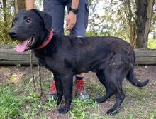 ROMEO, Hund, Labrador-Mix in Slowakische Republik - Bild 11