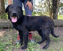 ROMEO, Hund, Labrador-Mix in Slowakische Republik - Bild 12