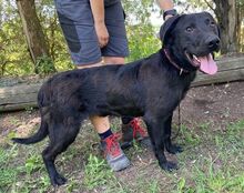 ROMEO, Hund, Labrador-Mix in Slowakische Republik - Bild 13