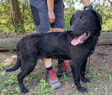 ROMEO, Hund, Labrador-Mix in Slowakische Republik - Bild 14