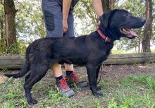 ROMEO, Hund, Labrador-Mix in Slowakische Republik - Bild 17