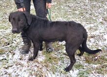 ROMEO, Hund, Labrador-Mix in Slowakische Republik - Bild 2