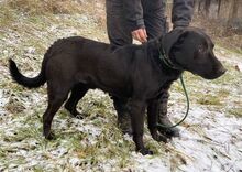 ROMEO, Hund, Labrador-Mix in Slowakische Republik - Bild 4