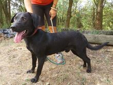 ROMEO, Hund, Labrador-Mix in Slowakische Republik - Bild 6