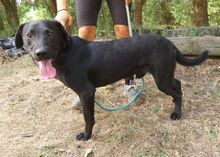 ROMEO, Hund, Labrador-Mix in Slowakische Republik - Bild 7