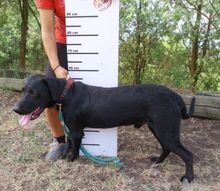 ROMEO, Hund, Labrador-Mix in Slowakische Republik - Bild 8