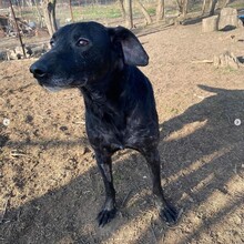 BUDDY, Hund, Mischlingshund in Rumänien - Bild 2