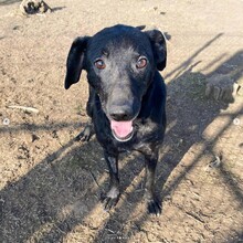 BUDDY, Hund, Mischlingshund in Rumänien - Bild 3