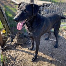 BUDDY, Hund, Mischlingshund in Rumänien - Bild 4