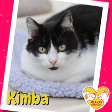 KIMBA, Katze, Hauskatze in Rumänien - Bild 1