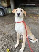 BALOU, Hund, Mischlingshund in Rumänien - Bild 2