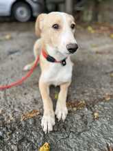 BALOU, Hund, Mischlingshund in Rumänien - Bild 4