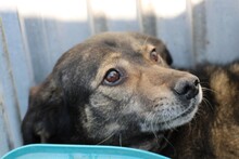 YORI, Hund, Mischlingshund in Rumänien - Bild 1