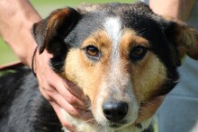 JOLENE, Hund, Collie Kurzhaar in Rumänien - Bild 1