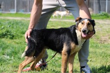 JOLENE, Hund, Collie Kurzhaar in Rumänien - Bild 3