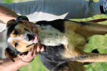 JOLENE, Hund, Collie Kurzhaar in Rumänien - Bild 4