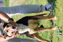 JOLENE, Hund, Collie Kurzhaar in Rumänien - Bild 5