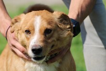 ABUELO, Hund, Australian Shepherd-Collie-Mix in Rumänien - Bild 1