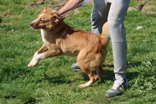 ABUELO, Hund, Australian Shepherd-Collie-Mix in Rumänien - Bild 2