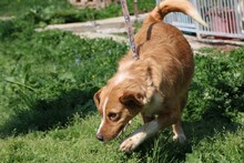 ABUELO, Hund, Australian Shepherd-Collie-Mix in Rumänien - Bild 3