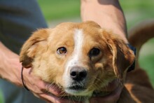 ABUELO, Hund, Australian Shepherd-Collie-Mix in Rumänien - Bild 4