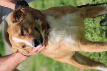 ABUELO, Hund, Australian Shepherd-Collie-Mix in Rumänien - Bild 5