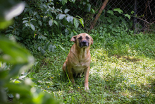 GRETA, Hund, Mischlingshund in Kroatien - Bild 2