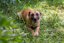 GRETA, Hund, Mischlingshund in Kroatien - Bild 3