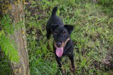 FIEPSTER, Hund, Jagdterrier-Mix in Kroatien - Bild 1