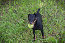 FIEPSTER, Hund, Jagdterrier-Mix in Kroatien - Bild 2