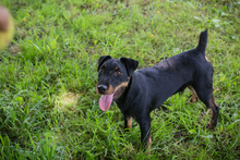 FIEPSTER, Hund, Jagdterrier-Mix in Kroatien - Bild 3