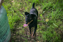 FIEPSTER, Hund, Jagdterrier-Mix in Kroatien - Bild 4