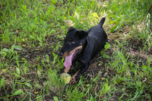 FIEPSTER, Hund, Jagdterrier-Mix in Kroatien - Bild 6