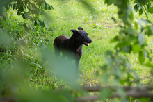 BLOOM, Hund, Mischlingshund in Kroatien - Bild 6