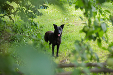 BLOOM, Hund, Mischlingshund in Kroatien - Bild 8