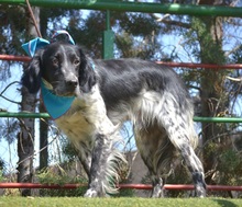 TITJE, Hund, Epagneul Breton in Berlin - Bild 15