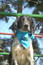 TITJE, Hund, Epagneul Breton in Berlin - Bild 17