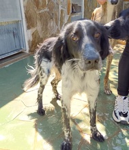 TITJE, Hund, Epagneul Breton in Berlin - Bild 18