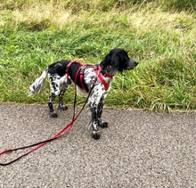 TITJE, Hund, Epagneul Breton in Berlin - Bild 4