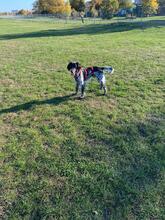 TITJE, Hund, Epagneul Breton in Berlin - Bild 6