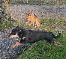 ALICE, Hund, Mischlingshund in Jülich - Bild 3