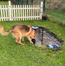 ALICE, Hund, Mischlingshund in Jülich - Bild 4