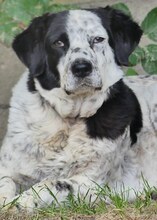 MABEL, Hund, Mischlingshund in Griechenland - Bild 1