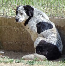 MABEL, Hund, Mischlingshund in Griechenland - Bild 11