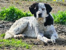 MABEL, Hund, Mischlingshund in Griechenland - Bild 17